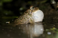 33426 Bufo viridis (Rospo smeraldino)